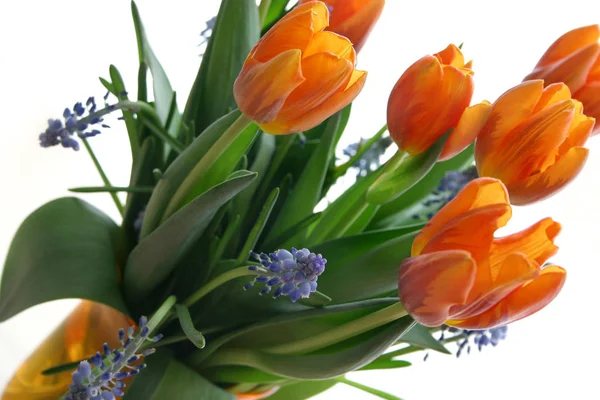 Belles Fleurs Tulipes Printemps Flore — Photo