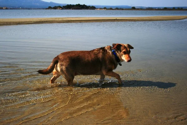 Portret Van Een Schattige Hond — Stockfoto