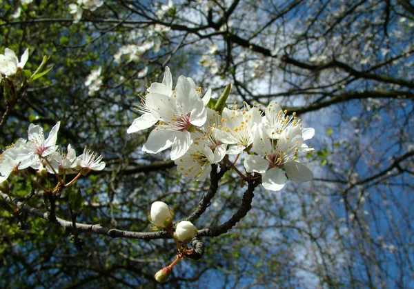 Macieira Florescendo Primavera — Fotografia de Stock