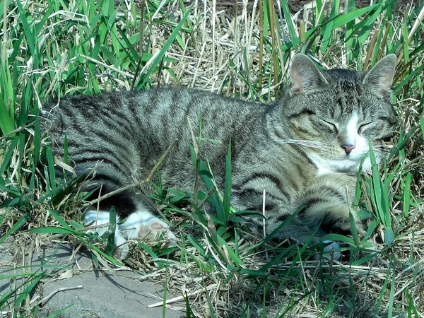 Animali Giovani Attenzione Selettiva — Foto Stock