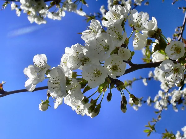 Sakura Virágok Tavaszi Növény — Stock Fotó