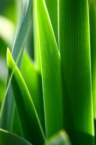 Feuille Verte Dans Jardin — Photo