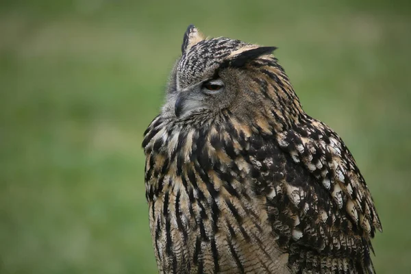 Vacker Utsikt Över Vacker Fågel Naturen — Stockfoto