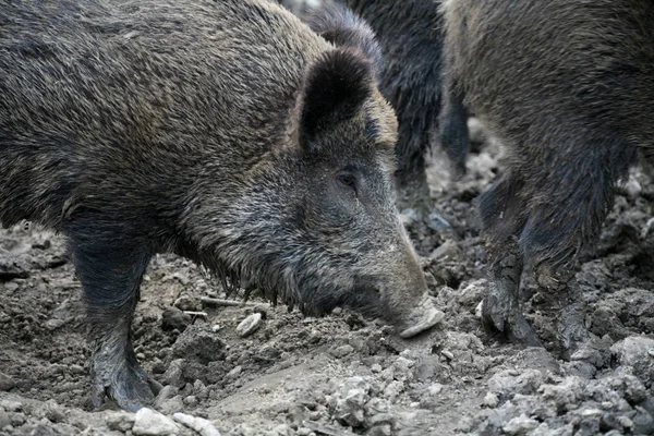 Různá Zvířata Selektivní Zaměření — Stock fotografie