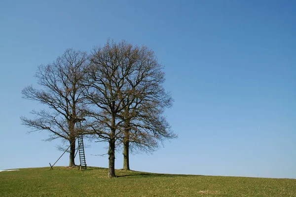 Prachtig Uitzicht Natuur — Stockfoto