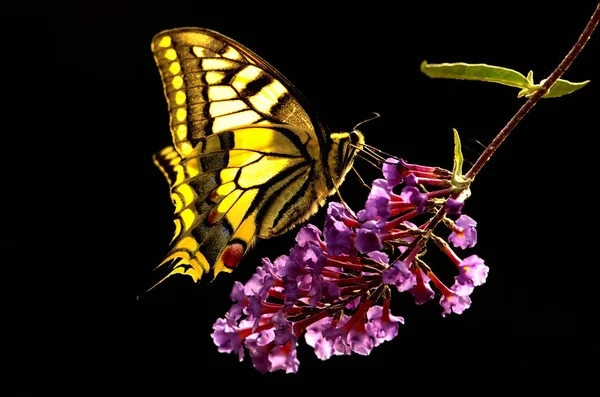 Nahaufnahme Von Wanzen Der Wilden Natur — Stockfoto