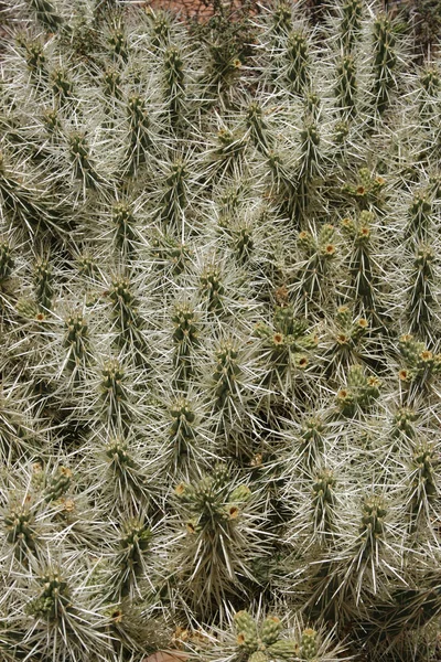 エキゾチックな熱帯植物サボテン — ストック写真