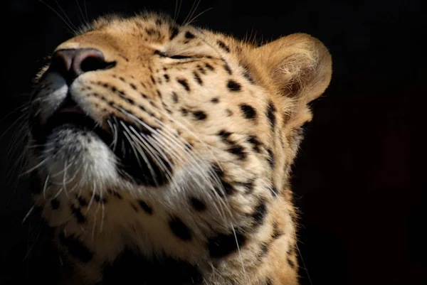 Λεοπάρδαλη Αρπακτικό Ζώο Μεγάλη Γάτα — Φωτογραφία Αρχείου