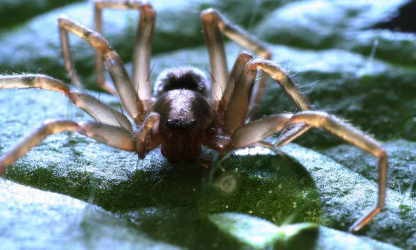 Insecto Araña Animal Depredador — Foto de Stock