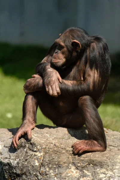 Encerramento Animais Jardim Zoológico — Fotografia de Stock