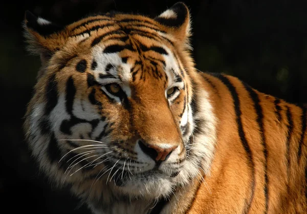 Animales Diferentes Enfoque Selectivo — Foto de Stock