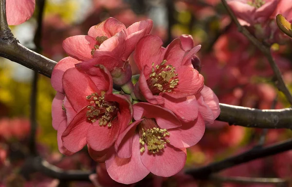 Krásný Botanický Záběr Přírodní Tapety — Stock fotografie