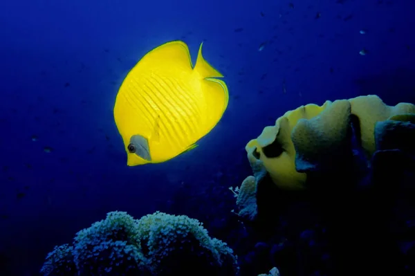 - chaetodon semilarvatus -\r\nusually one sees this 30cm large,bold butterflyfish couple slowly strip to the corals along,looking for coral polyps and other invertebrates.\r\n