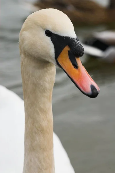Portrait Swan — Stock Photo, Image