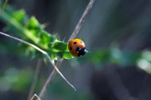 Vue Rapprochée Petit Insecte Coccinelle — Photo