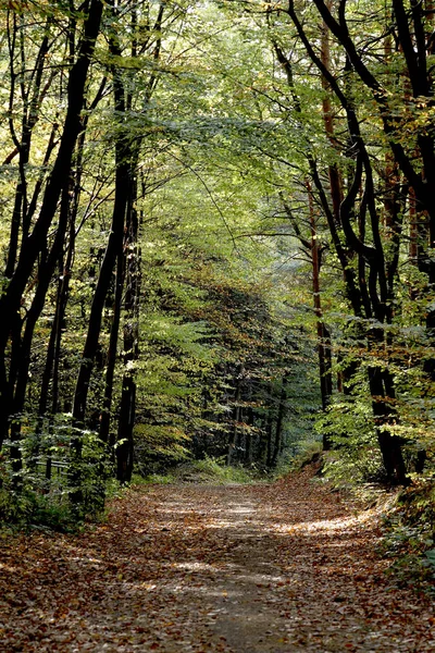 Ścieżka Leśna Drzewa Szlak Turystyczny — Zdjęcie stockowe