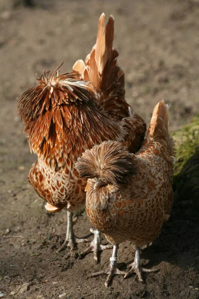 Dvärgpaduan Tupp Och Höna — Stockfoto