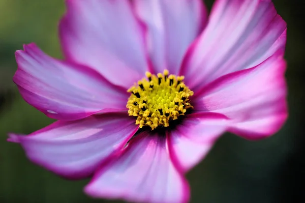 Mooi Botanisch Schot Natuurlijk Behang — Stockfoto