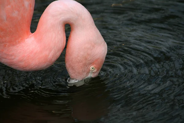 Milieu Naturel Des Oiseaux Flamants — Photo