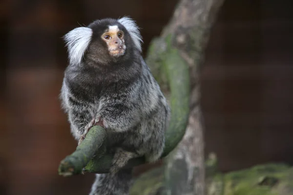 Closeup Animal Zoo — Stock Photo, Image