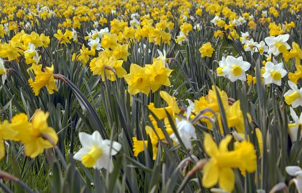 Krásná Jarní Květina Narcis Narcis — Stock fotografie
