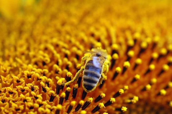 Bellissimi Fiori Sfondo Concetto Floreale — Foto Stock