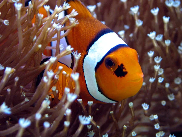 Клоунна Риба Морській Воді — стокове фото