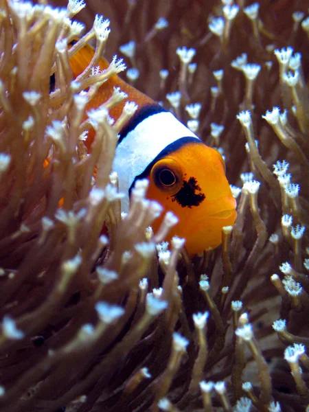 水中でのピエロ魚 — ストック写真