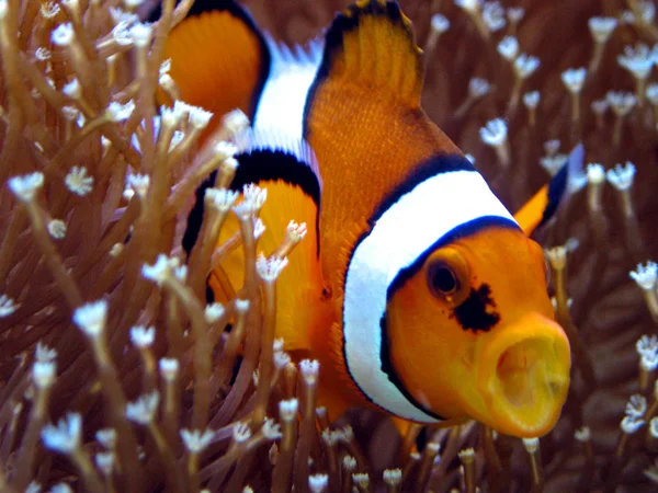 Ikan Badut Laut Bawah Air — Stok Foto