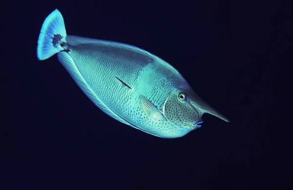 Naso Bevirostris Nthis Type 60Cm Size Feeds Plankton Feed Shallow — Stockfoto