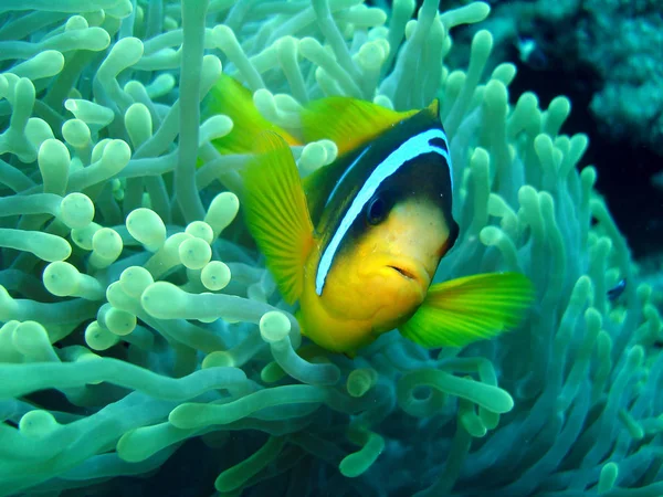 Clown Fish Sea Underwater Stock Picture