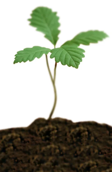 Young Plant Soil — Stock Photo, Image