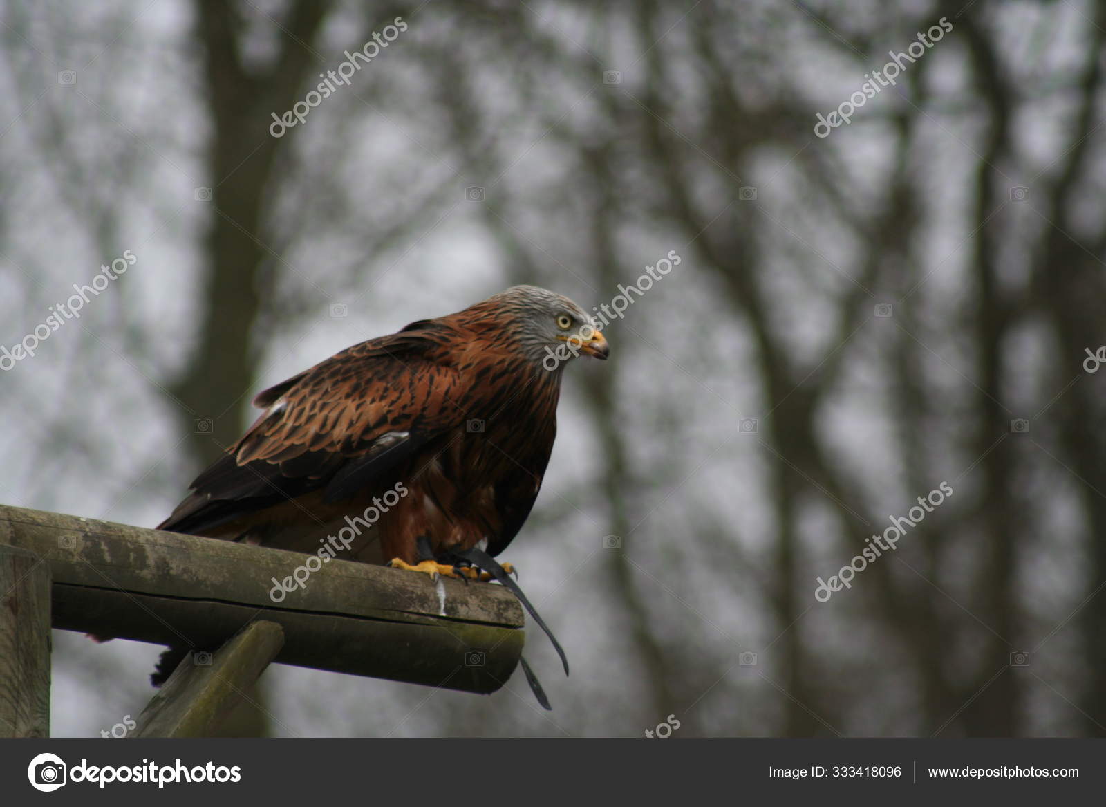 Red Kite Falconry — Stock Photo © PantherMediaSeller 333418096