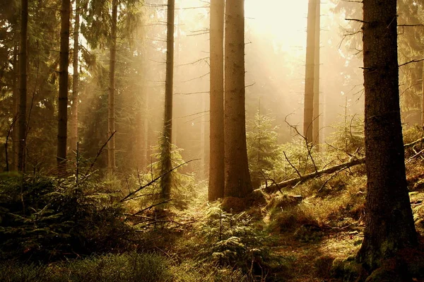 Flora Naturen Botanik Trädstammar — Stockfoto