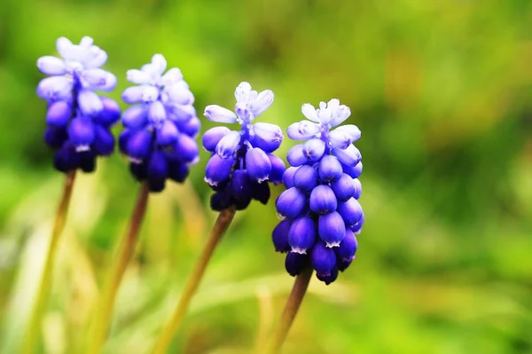 Flores Jacinto Flora Botânica — Fotografia de Stock