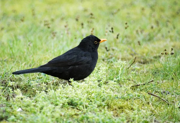 Aussichtsreiche Aussicht Auf Schöne Vögel Der Natur — Stockfoto