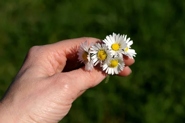 Image Daisy Full Bloom — Stock Photo, Image