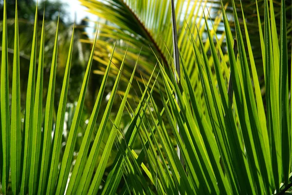 Folhas Palmeira Flora Natureza Árvore — Fotografia de Stock