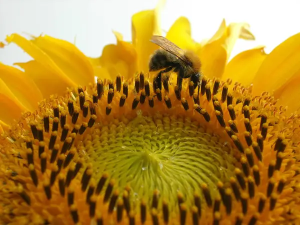 Güzel Çiçekler Çiçek Konsepti — Stok fotoğraf