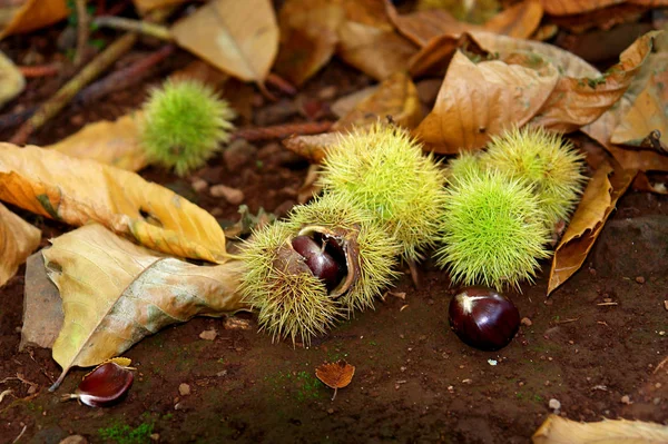 Vista Perto Das Castanhas Outono — Fotografia de Stock