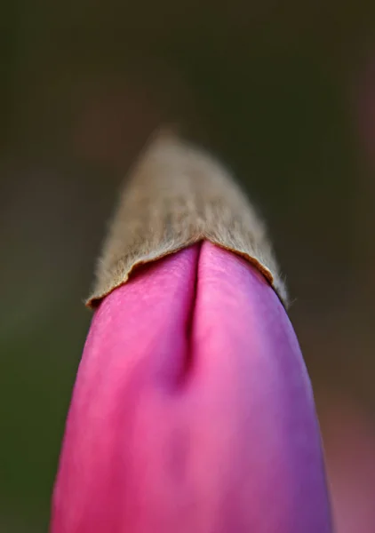 Magnolia Fleurs Floraison Flore Printemps Pétales — Photo