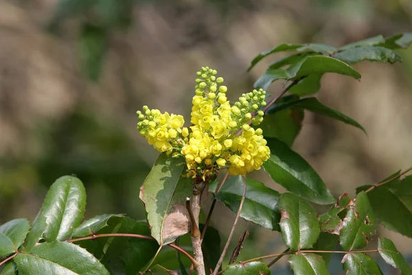 Schöne Blumen Blumiges Konzept Hintergrund — Stockfoto