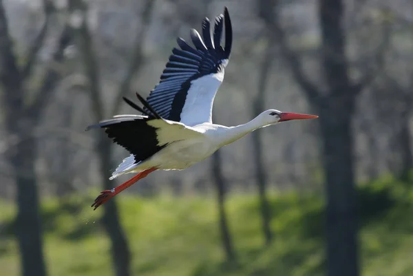 Aussichtsreiche Aussicht Auf Schöne Vögel Der Natur — Stockfoto