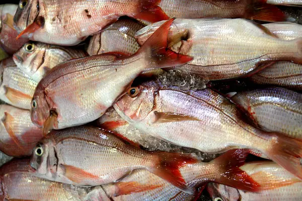 Alimento Mar Mercado Peixes — Fotografia de Stock