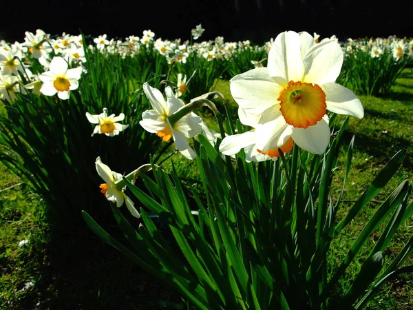 Narcisos Narcisos Flor Primavera — Foto de Stock