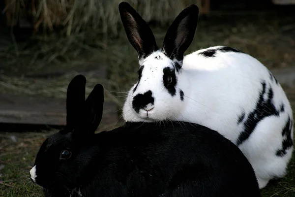 Verschiedene Tiere Selektiver Fokus — Stockfoto