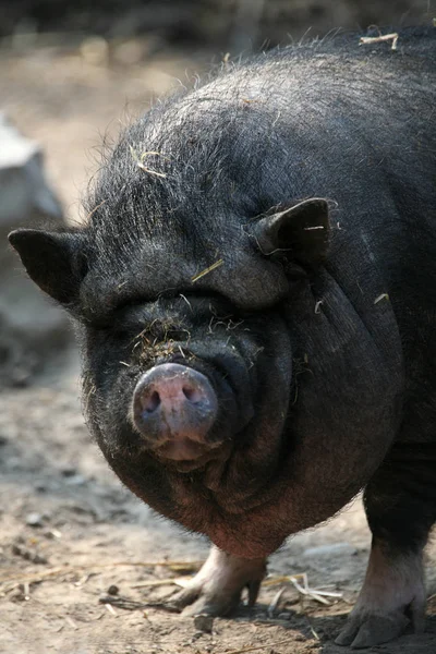 Animaux Domestiques Dans Les Pâturages Agricoles — Photo