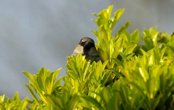 Vue Panoramique Bel Oiseau Nature — Photo