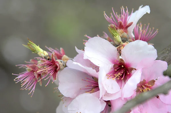 Sakura Träd Blommor Vår Flora — Stockfoto