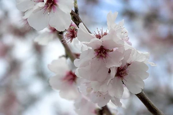 Sakura Cherry Blossom Flowers — Stock Photo, Image
